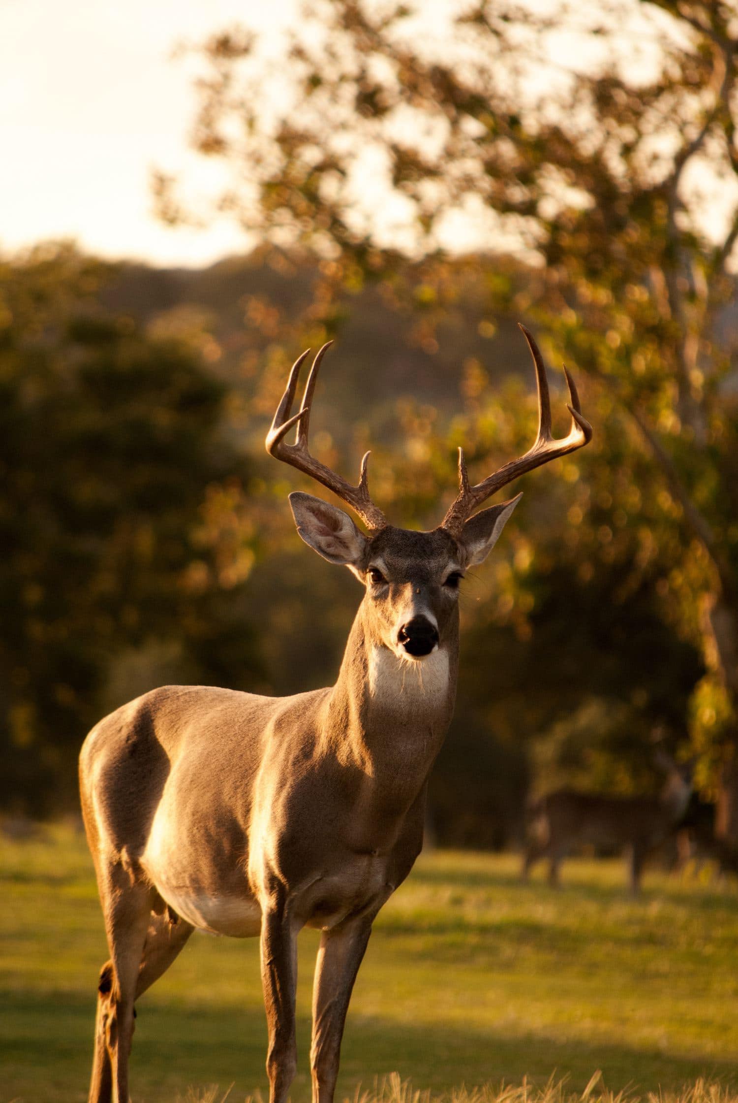 whitetail-deer-antler-facts