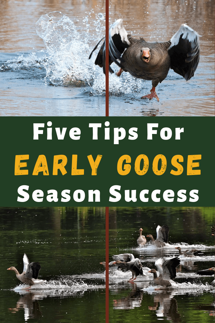 Five Tips For Early Goose Season Success